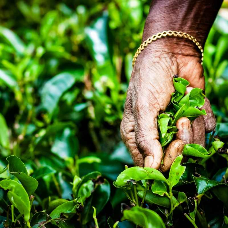Tea Picking in the Hill Country 