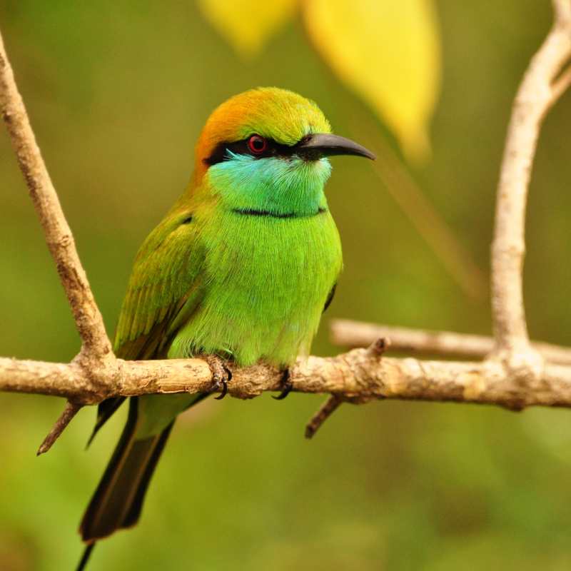 Birdlife in Yala National Park 