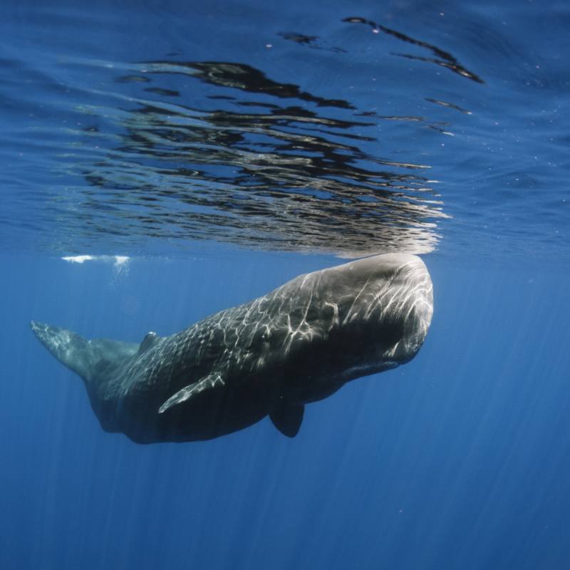 Sperm whale 