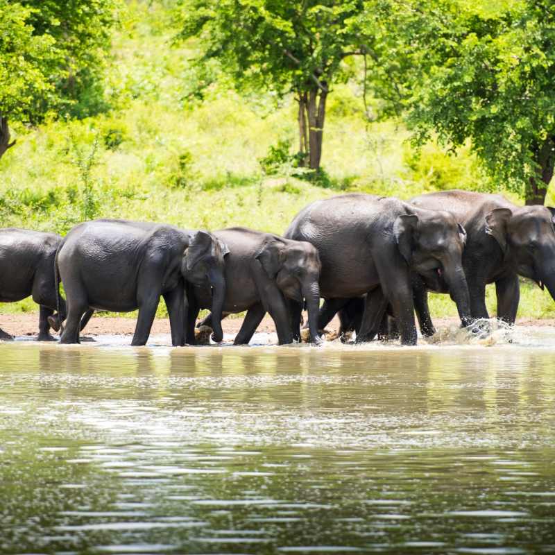 Elephants in Yala National Park - Much in little: A family journey to Sri Lanka
