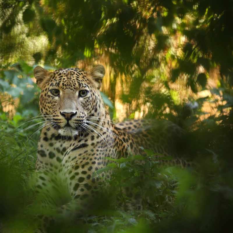 Leopard - Much in little: A family journey to Sri Lanka