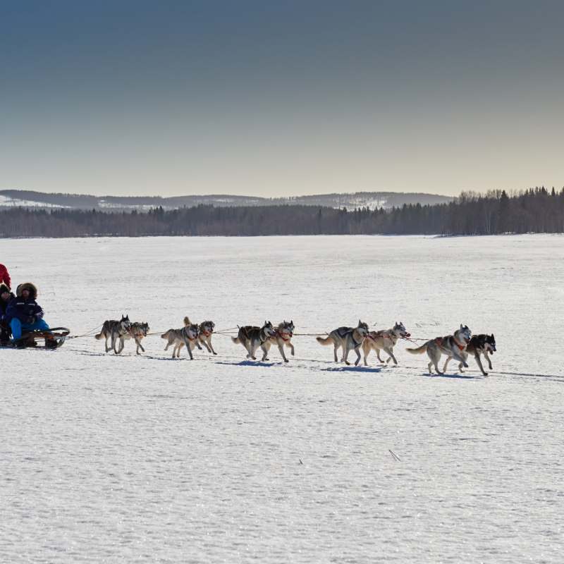 Husky sledding - Sörbyn Lodge