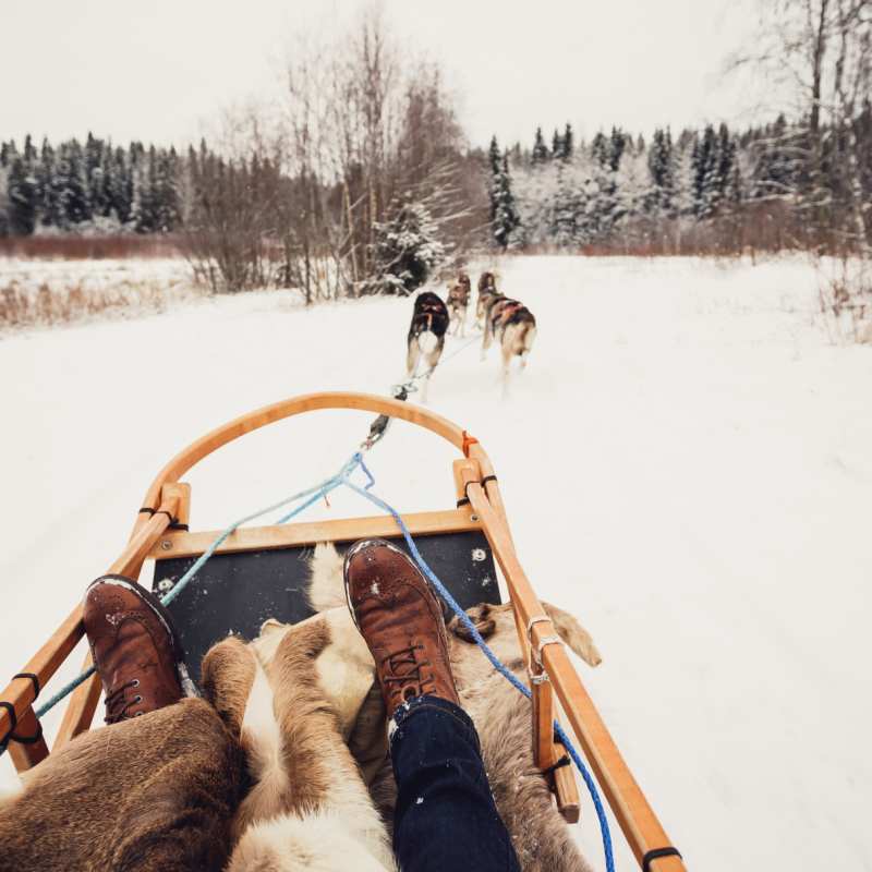 Husky sledding