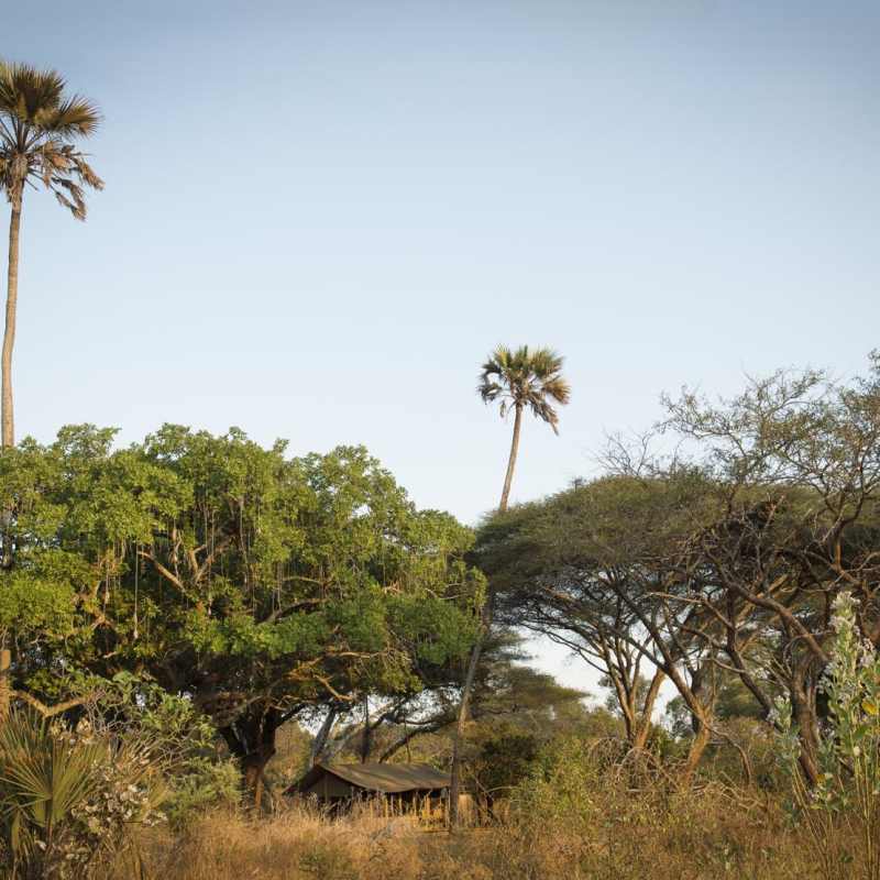 Tent in the trees - Chada Katavi