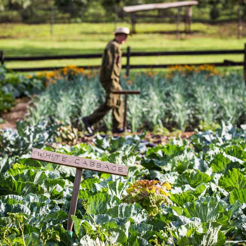 Vegetable patch at Gibbs Farm 