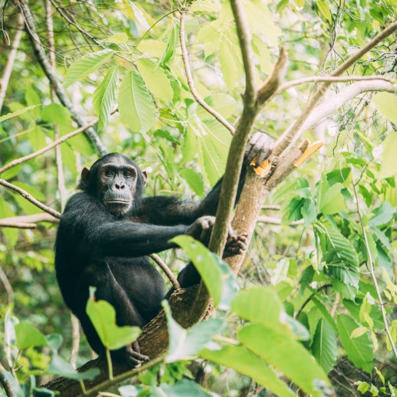 Greystoke Mahale - Chimpanzee 