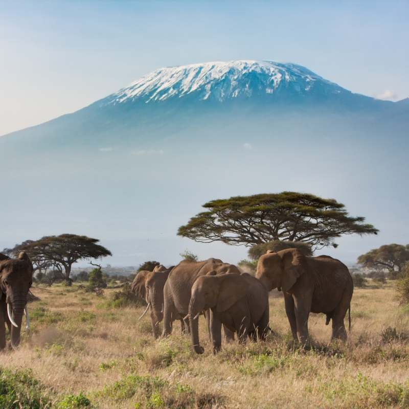 Kilimanjaro - Lemosho Route