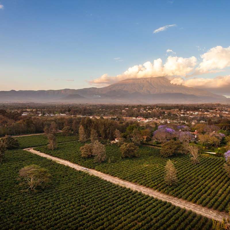 Coffee Plantation - Legendary Lodge