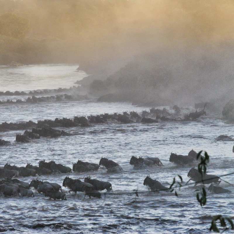 Wildebeest - Serian's Serengeti North Camp