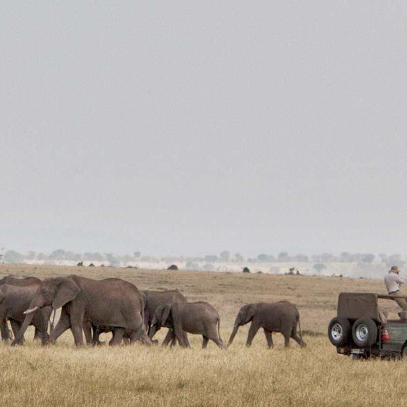 Game drive - Serian's Serengeti North Camp