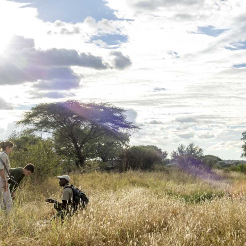 Walking Safari Tarangire 
