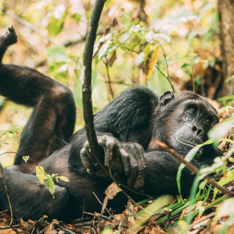 Chimpanzee at Greystoke Mahale  