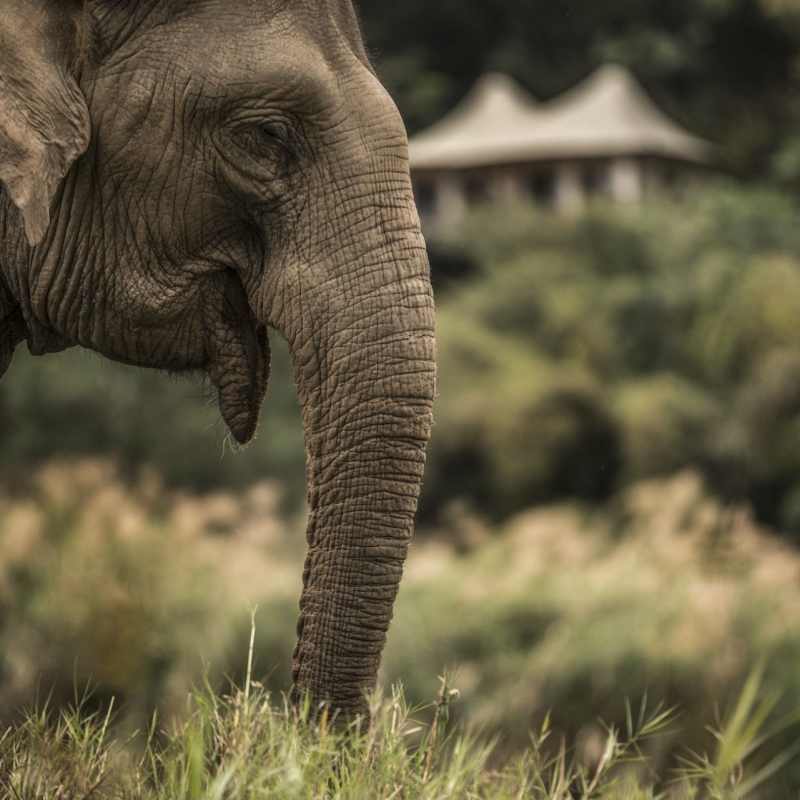 Elephant - Four Seasons Tented Camp Golden Triangle