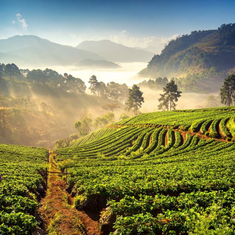 Chiang Mai 