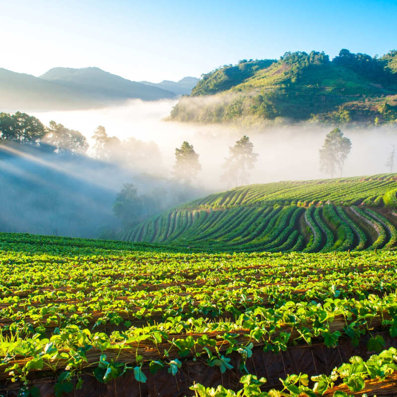 Chiang Mai Fields - Simply Thailand