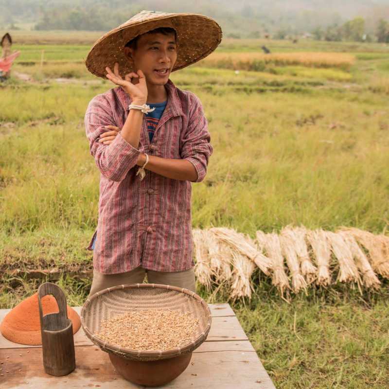 Learn how to harvest rice  