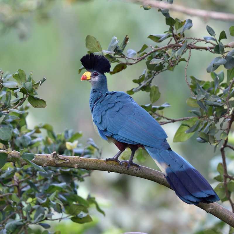 Great blue turaco - Karibu Guest House