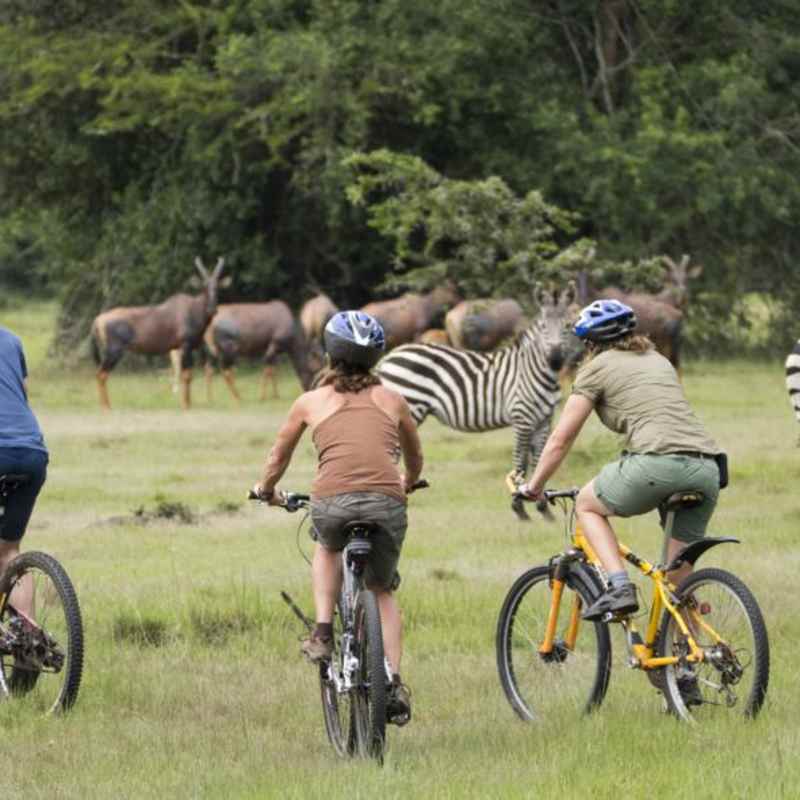 Bikes and Zebra - Mihingo Lodge