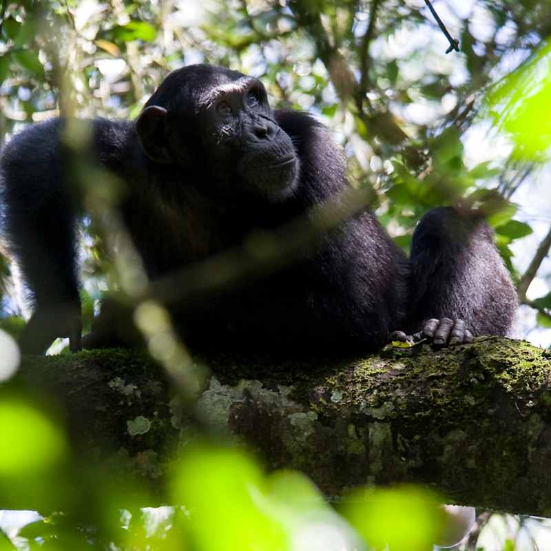 Chimp trekking in Kibale  