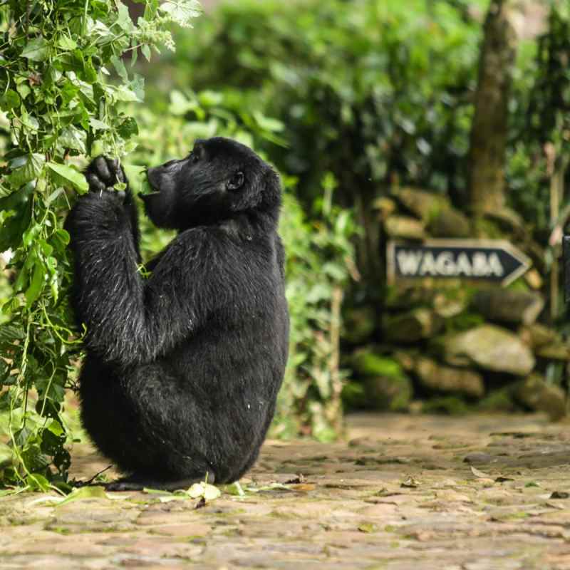 Gorilla at the lodge - Volcanoes Bwindi Lodge