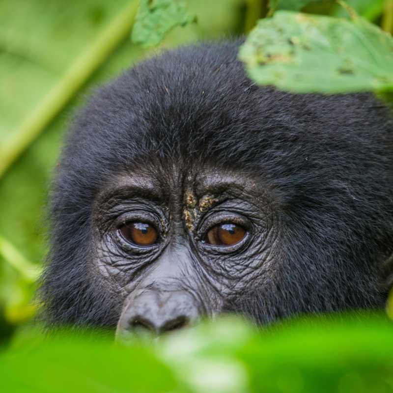 Gorilla  - The Wonders of Western Uganda