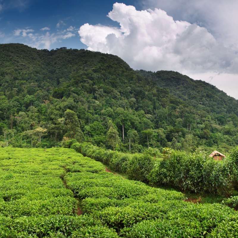 Bwindi Impenetrable Forest  - The Wonders of Western Uganda