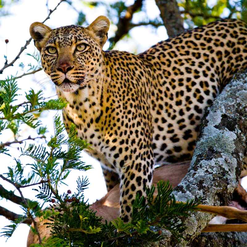 leopard in Mara - 