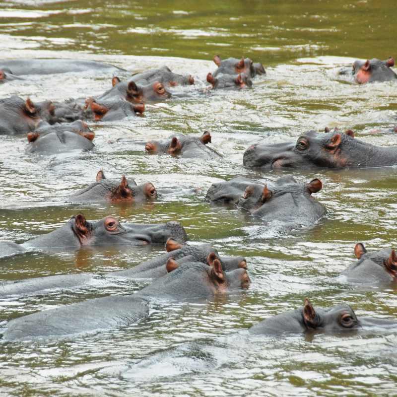 Hippo  