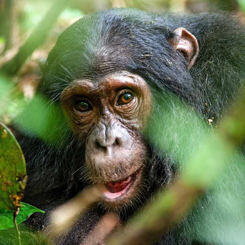 Chimpanzee  