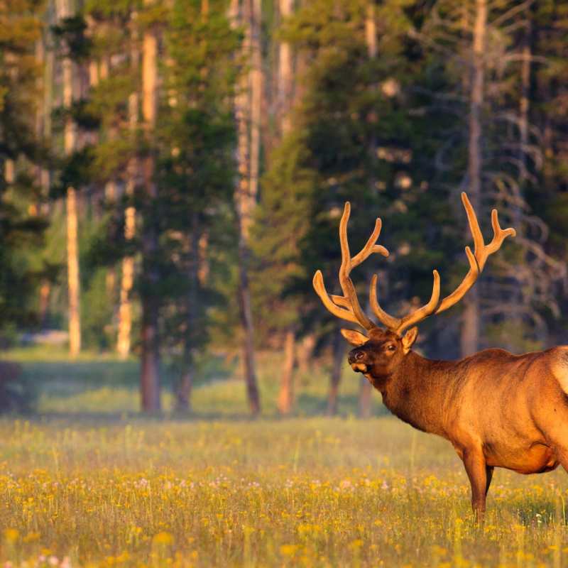 Wildlife Yellowstone