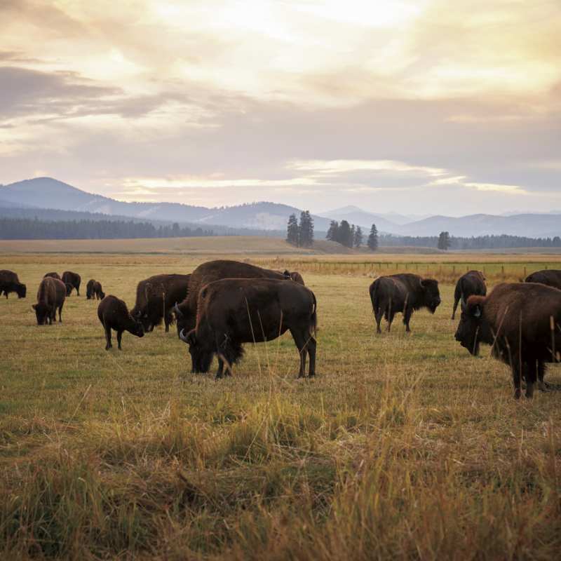 Bison - The Green O 