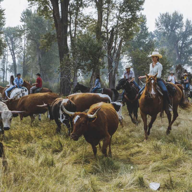 Cattle Mustering - The Green O 