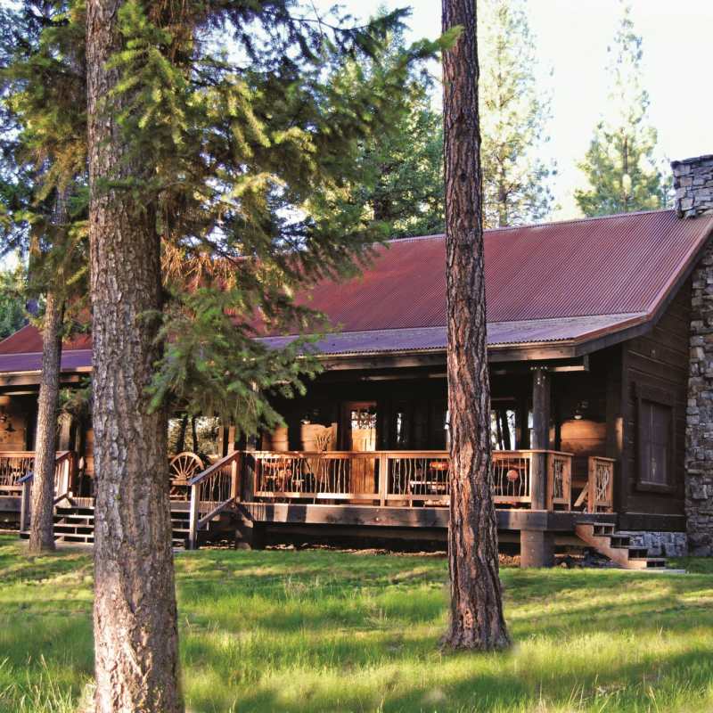 Ponderosa Pine