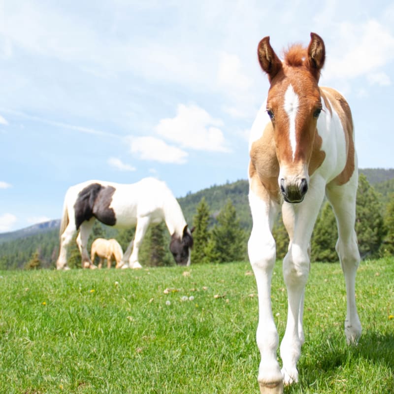 Stable Horses - Triple Creek Ranch 