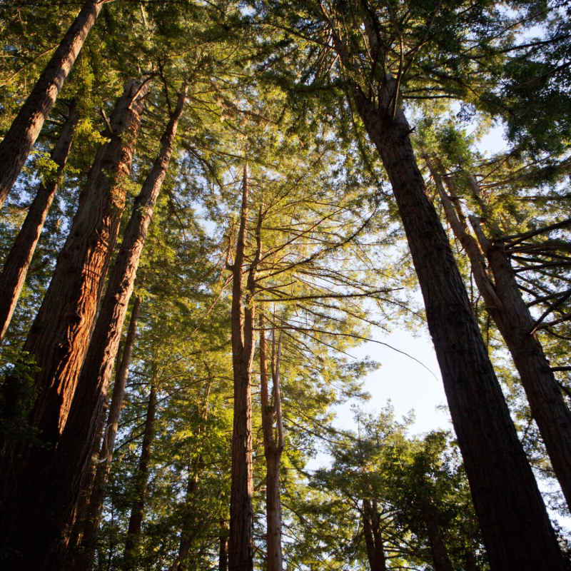 Redwoods - Ventana Big Sur, An Alila Resort