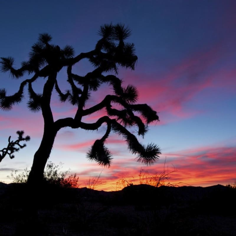 Joshua Tree National Park - Joshua Tree National Park
