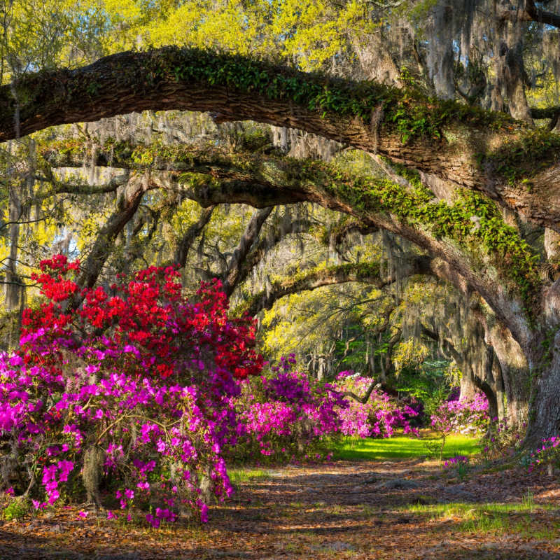 Charleston 