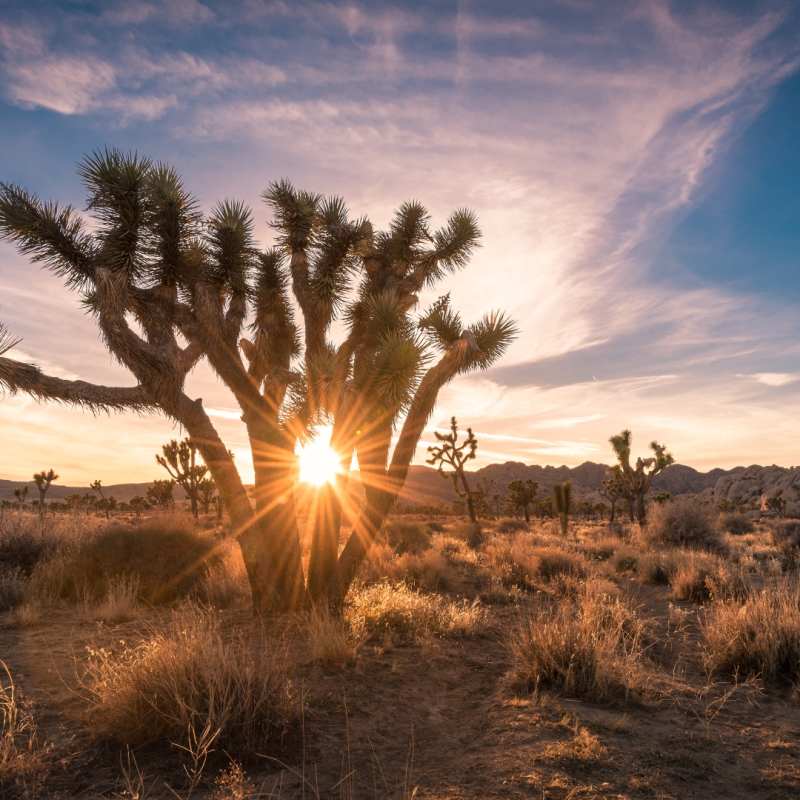 Joshua Tree National Park 