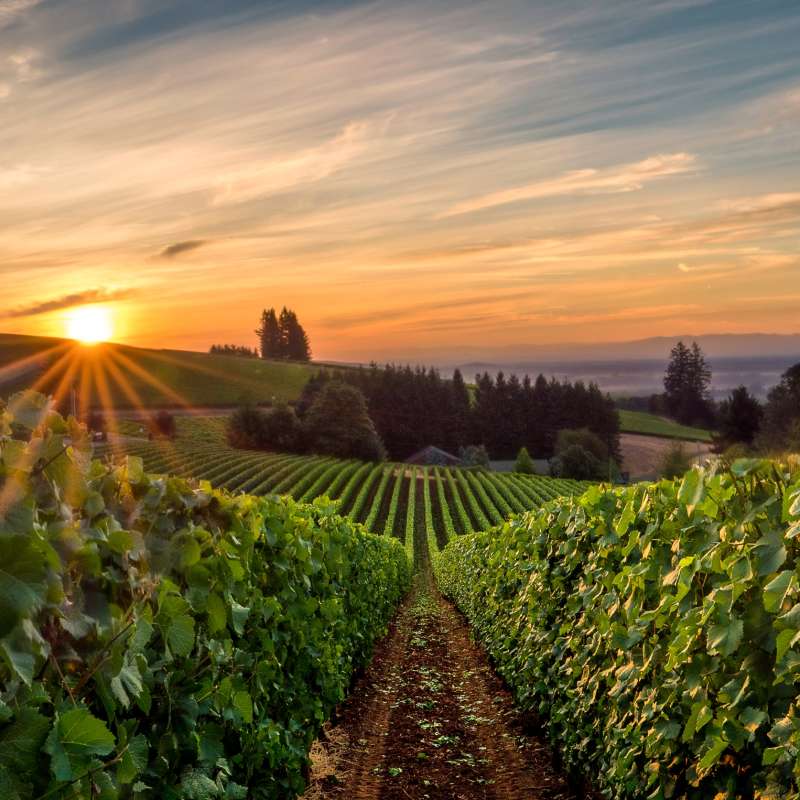 Vineyard in Willamette Valley 
