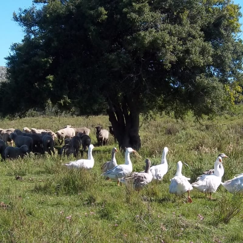 El Balcon Del Abra - Local Wildlife 