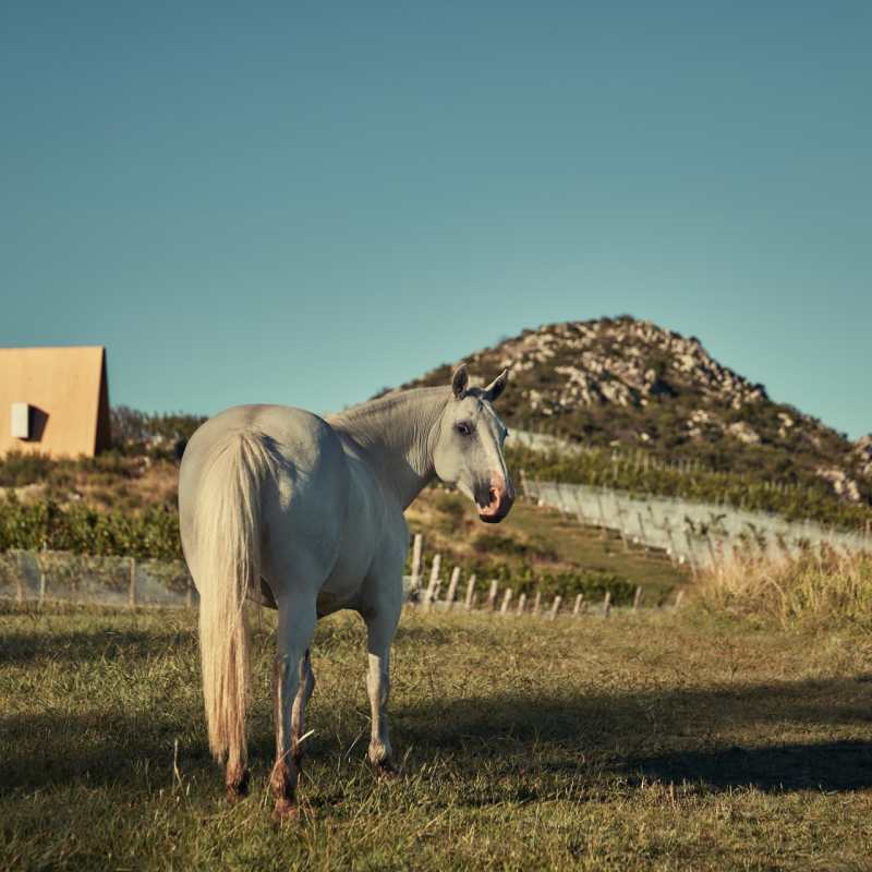Horse - Sacromonte 