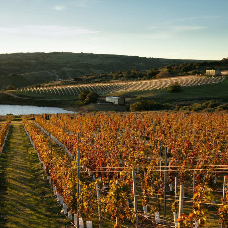 Vineyard in the Autumn - Sacromonte 