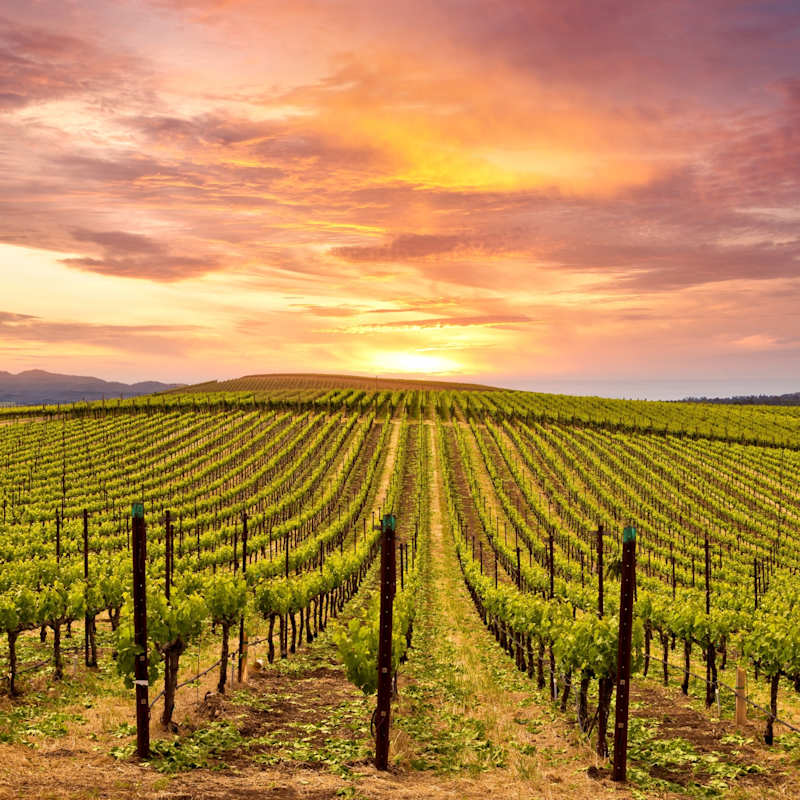 Napa Valley - USA