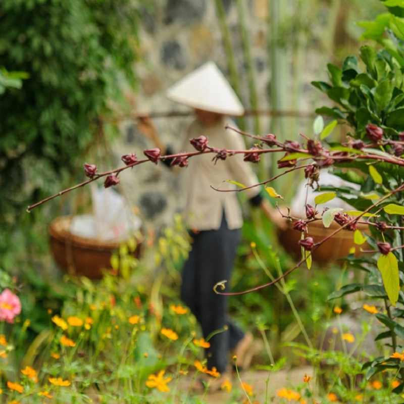 Gardens - Tam Coc Gardens