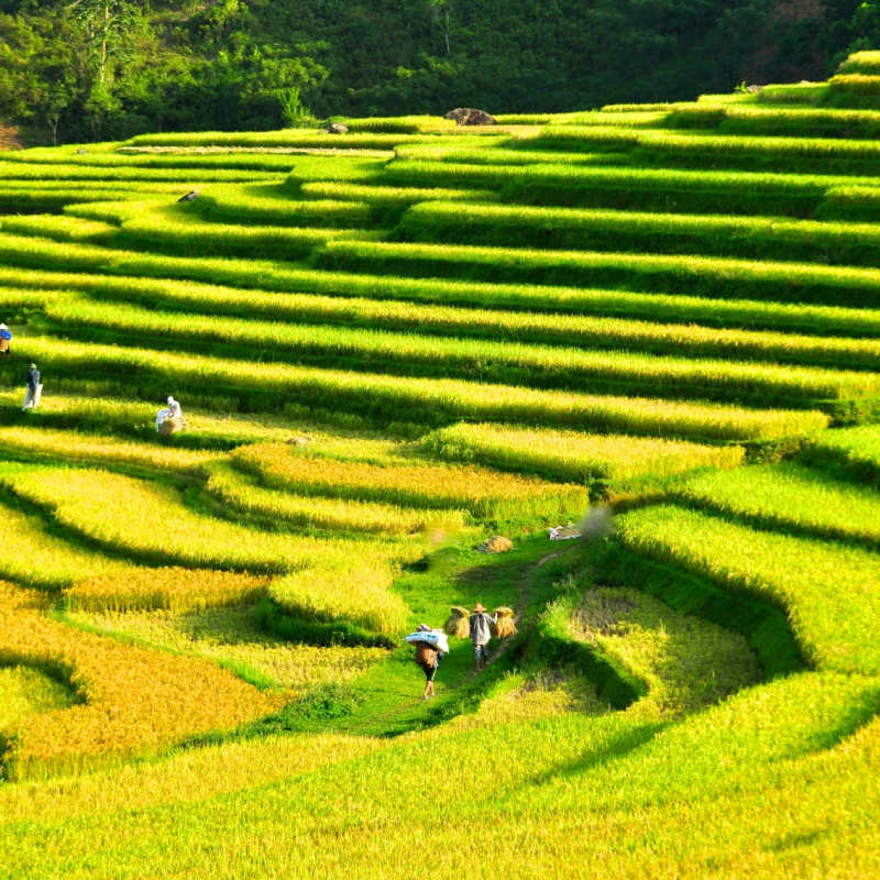 Rice terraces of Pu Luong