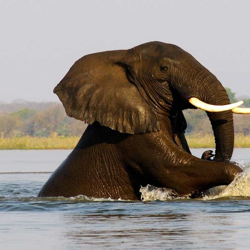 Elephant swimming - Old Mondoro