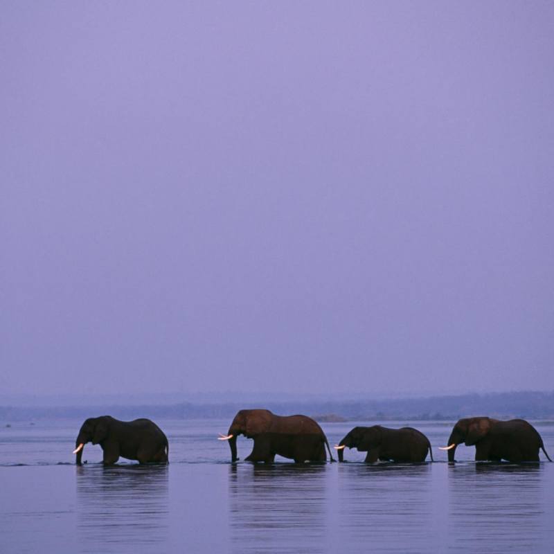 Elephants crossing - Old Mondoro