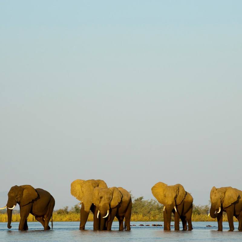 Elephants - Old Mondoro