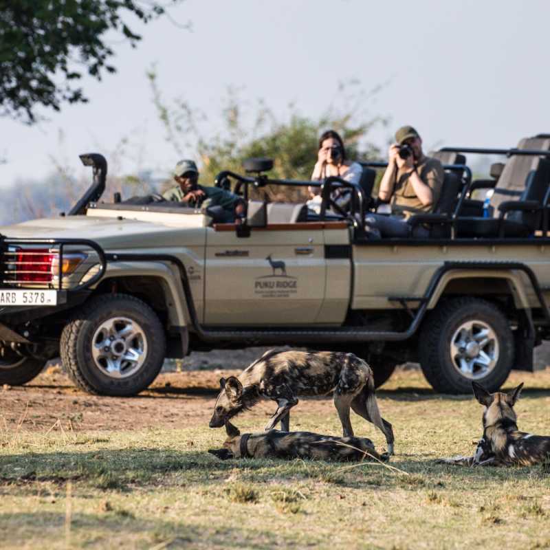 Wild dog on game drive 