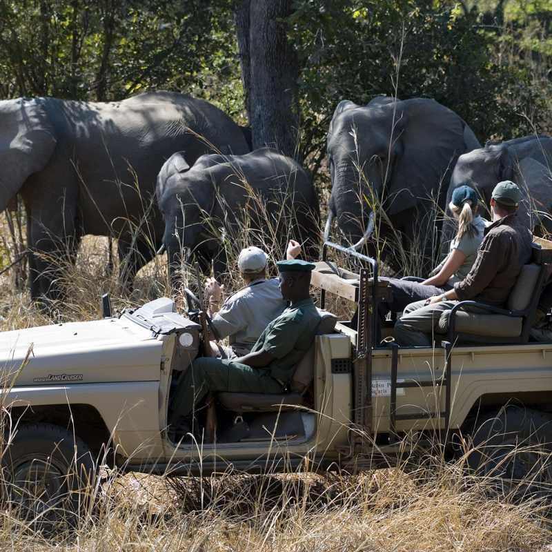 Game Drive - Robin Pope Luangwa Bush Camping